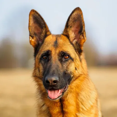 In France With Private Terrace Ferienhaus *