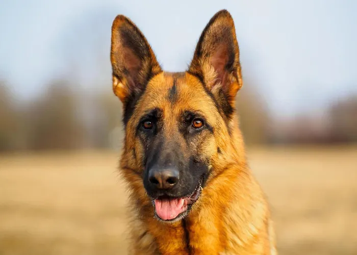 In France With Private Terrace Hébergement de vacances *